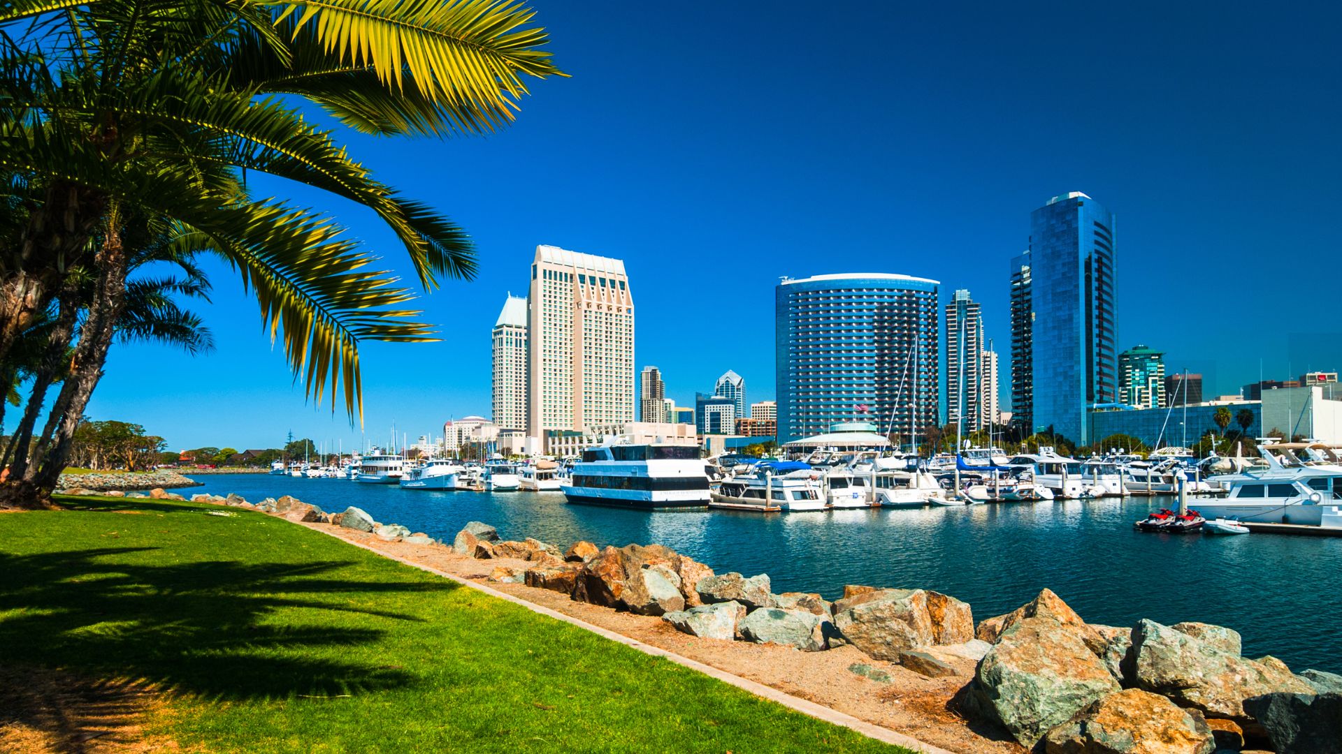 Palm trees with San Diego skyline in background.